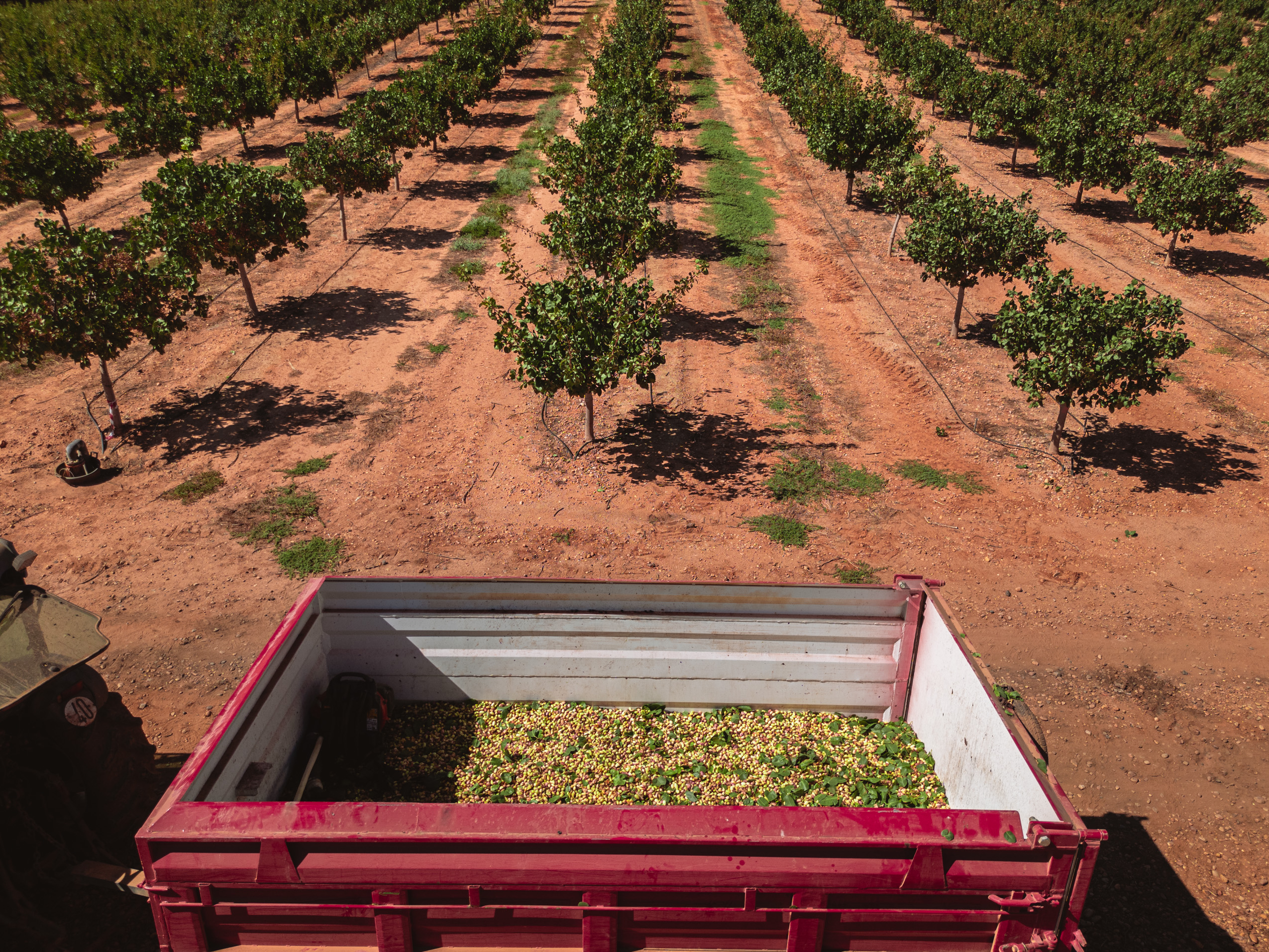 Pistachio Harvesting