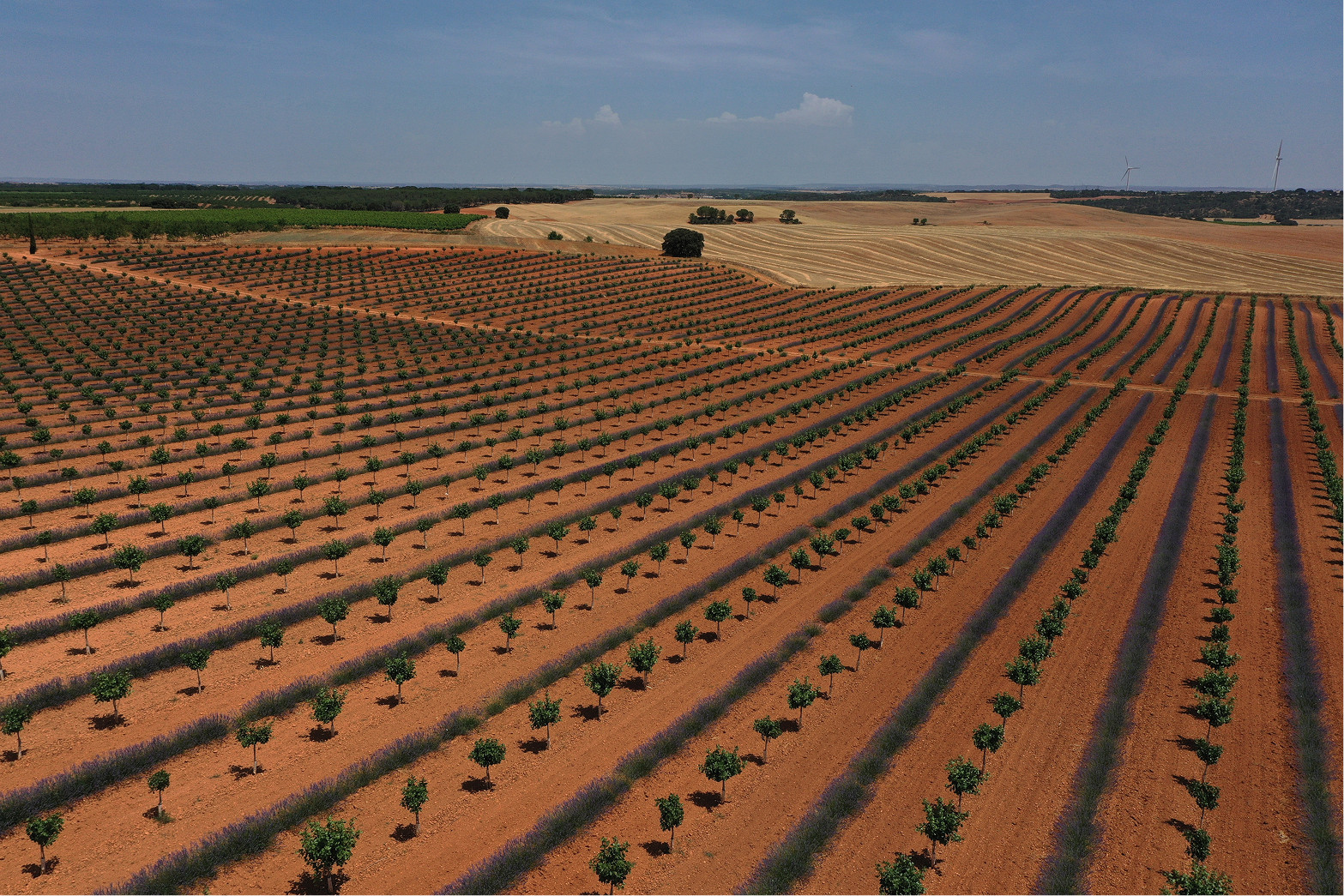 Cómo plantar pistacho en españa