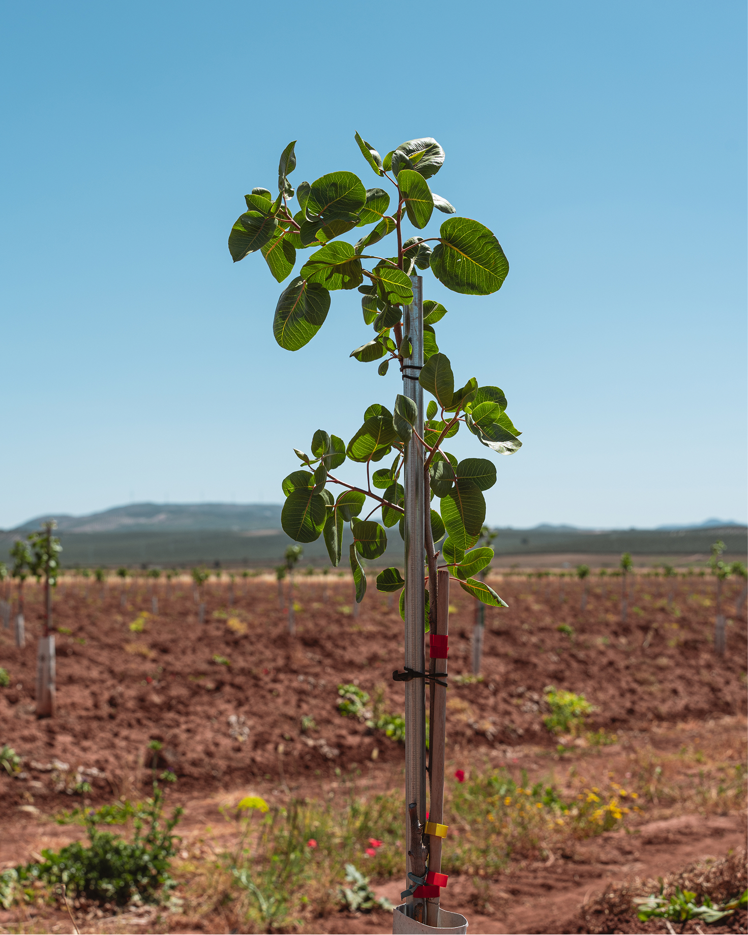 como plantar pistachos