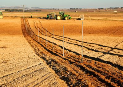 Plantación de pistacho
