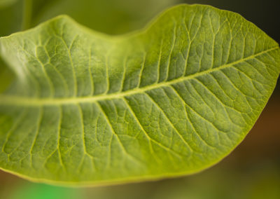 Planta de pistacho detalle