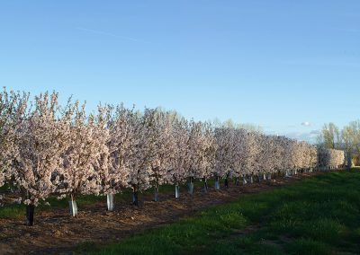 plantaciones-02