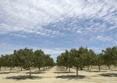 Orchard of Ripening Pistachio Nuts