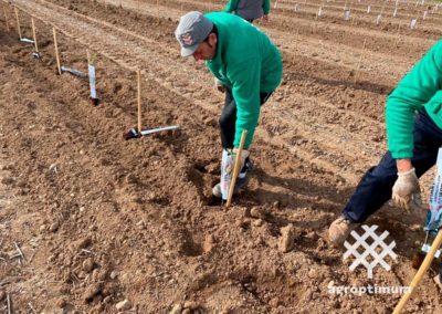 plantación llave en mano