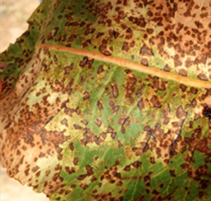 hongo septoria pistacho