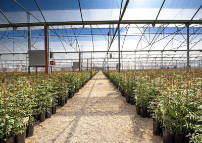 Plantas de pistacho pie UCB1