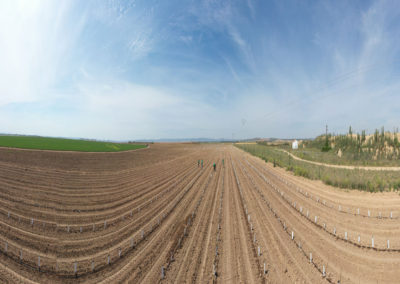 vista aérea plantación de olivos 2020