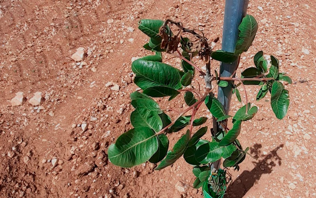 BOTRIOSFERA: qué es y cómo tratarla
