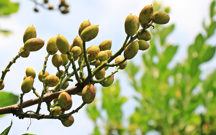 Rentabilidad cultivo pistachos