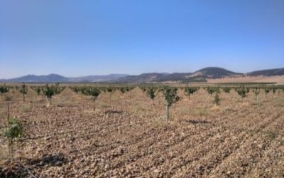 Vivero de pistachos en Castilla la Mancha