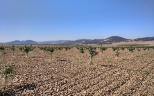 Vivero de pistachos en Castilla la Mancha