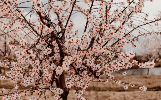 Cuando florece el almendro. Época de la floración del almendro