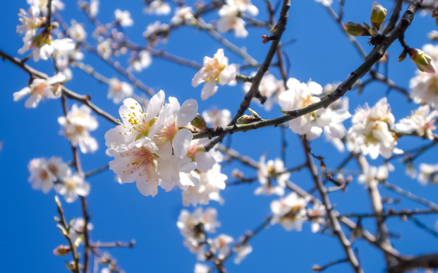 Cuando florece el almendro. Época de la floración del almendro