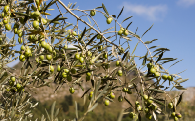 Cómo podar un olivo