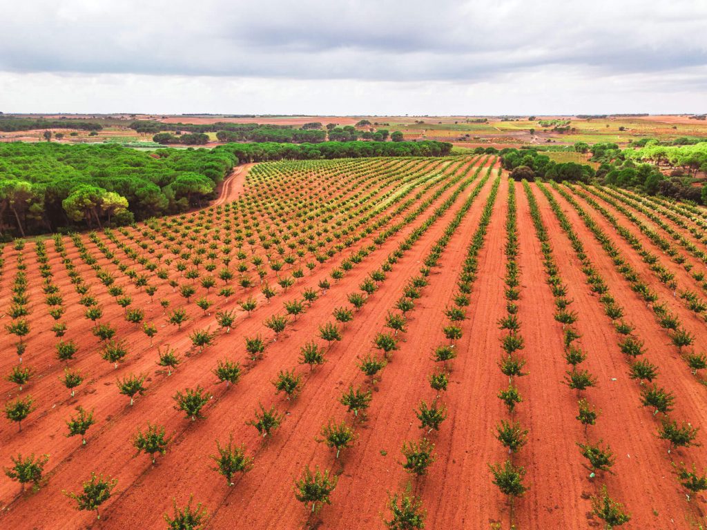 Agroptimum - Use of drones for the diagnosis and prevention of pistachio disease