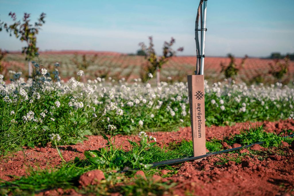 agroptimum soluciones farms tronco plantacion campo El suelo en el cultivo del pistacho