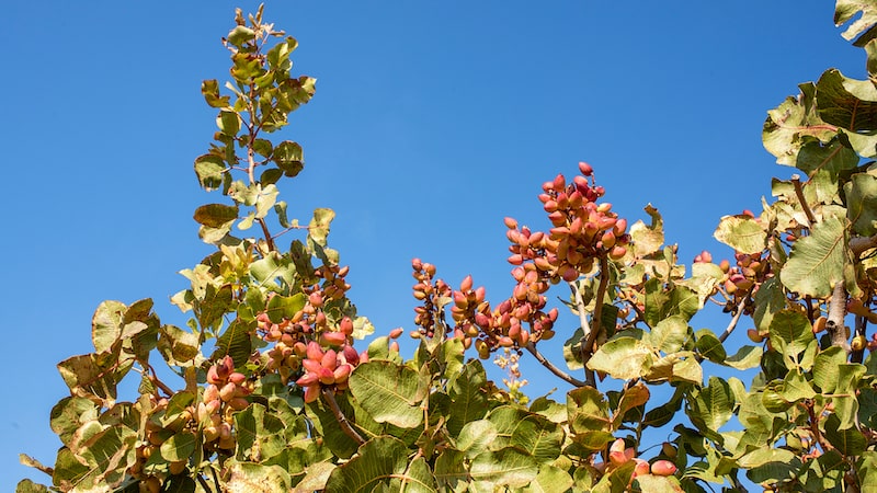 España como lugar destacado para el cultivo del pistacho 