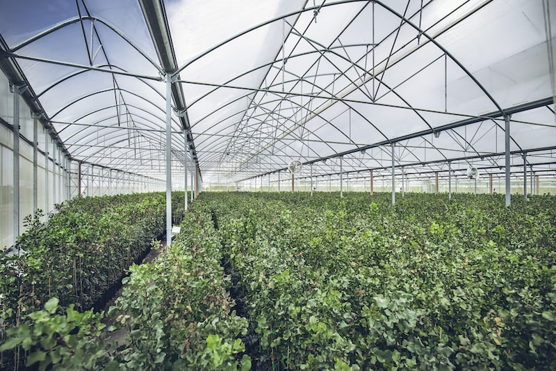 Agroptimum: Crecimiento sostenido e innovación en el cultivo de pistacho