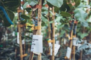 Agróptimum: Qué método de propagación se utiliza para el portainjerto UCB1