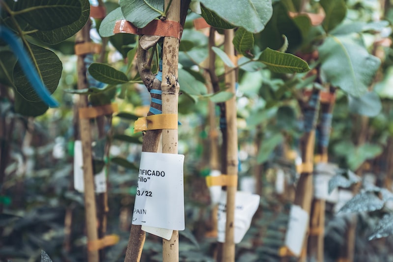 Agróptimum: What propagation method is used for the UCB1 rootstock?