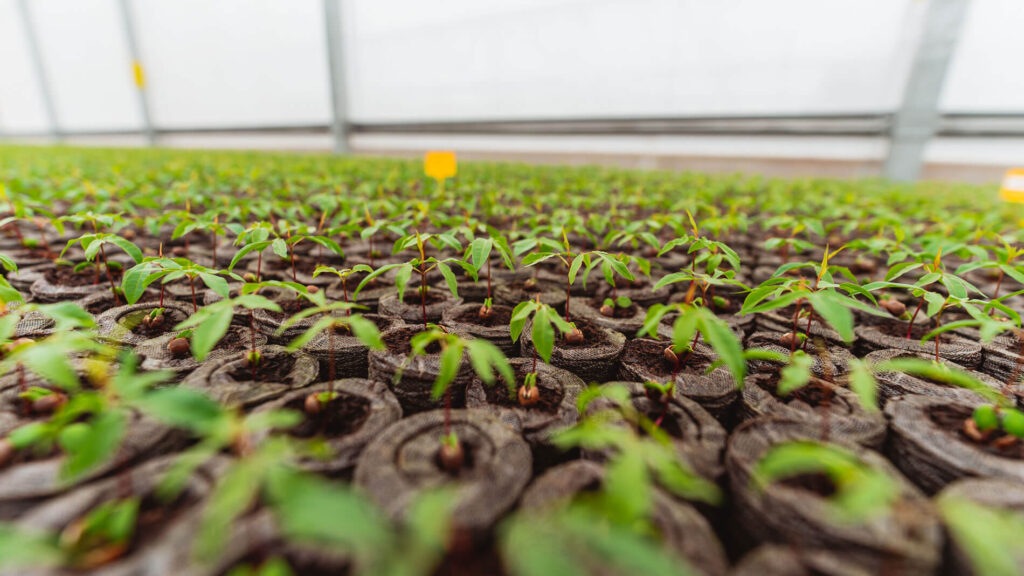 Nutritional attributes of pistachios