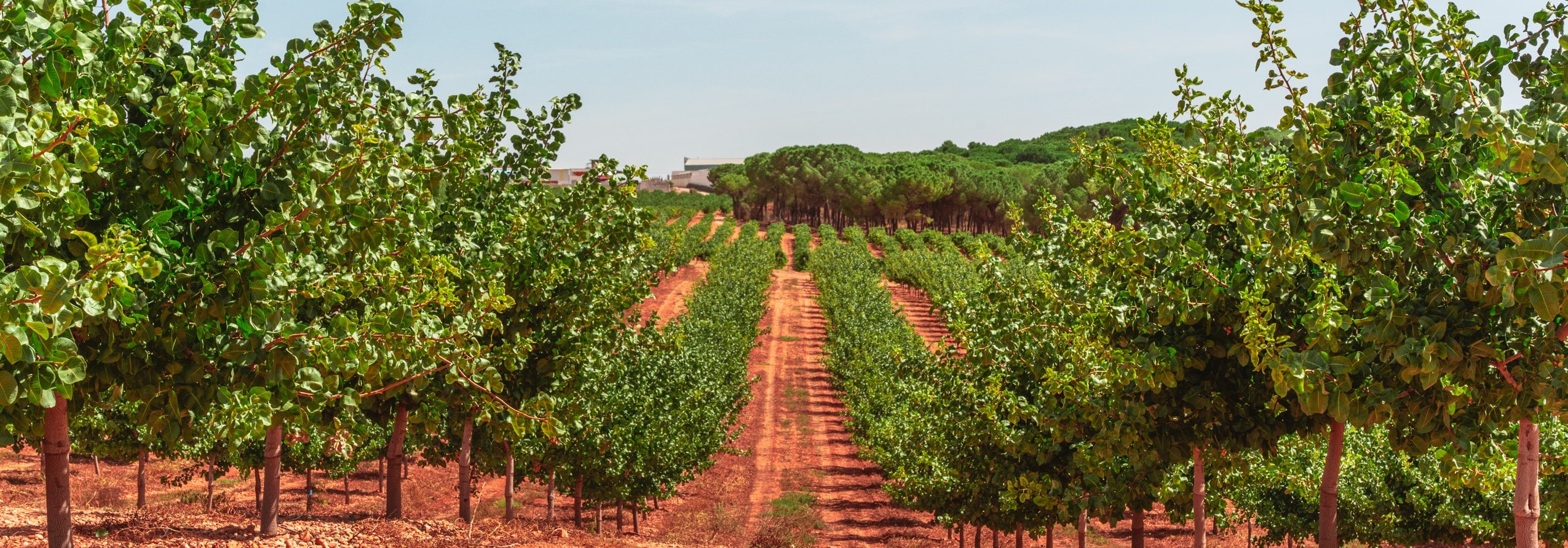 Plantación de pistacho. Entrada precoz en producción. Producción en 3,5 años.