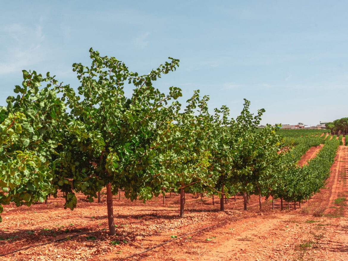 una de las fincas desarrolladas por agroptimum. grupo agroptimum. agroptimum desarrollos. caso de éxito.