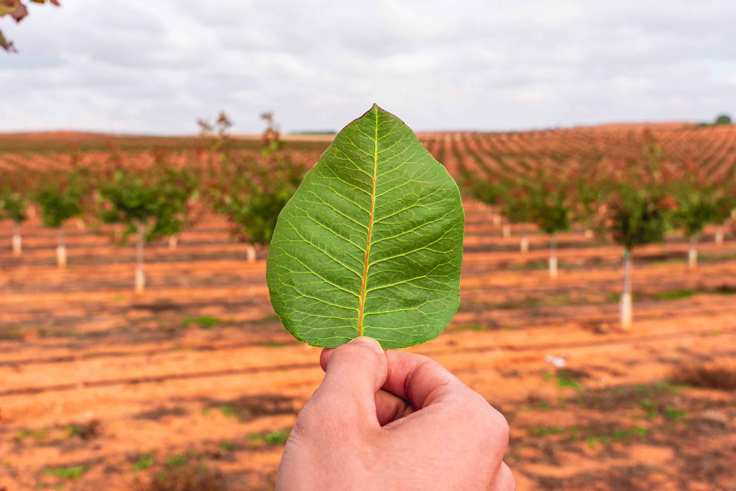 sostenibilidad. plantación sostenible. plantación de pistacho sostenible. cultivo responsable. agroptimum. agroptimum desarrollos. hoja de pistacho. cultivo joven de pistachos y hoja