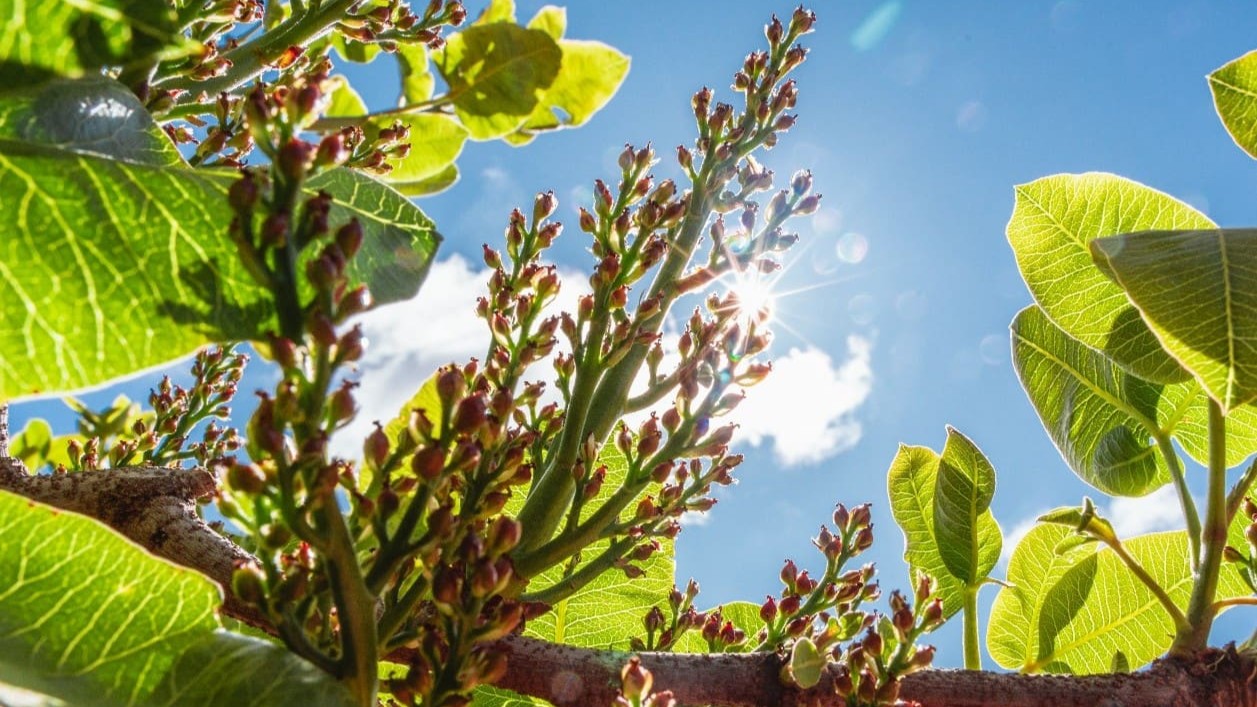 Flor de pistacho hembra