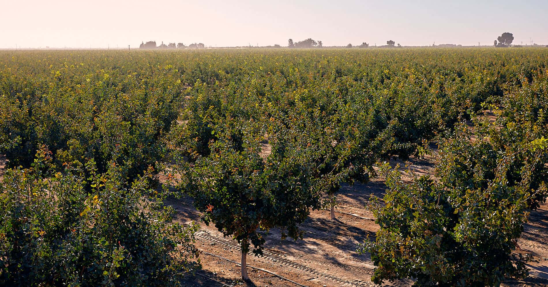 Plantación adulta de pistacho. Cultivo de pistacho desarrollado. Cultivo intensivo de pistacho. Planta pistacho. Agróptimum