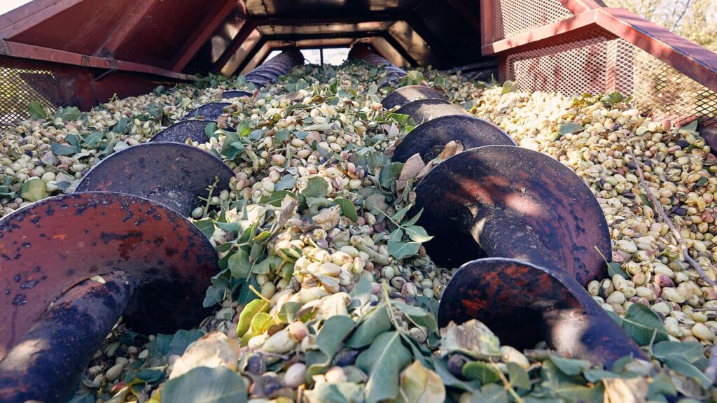 El Pistacho Ibérico 3 cosecha y procesamiento del pistacho