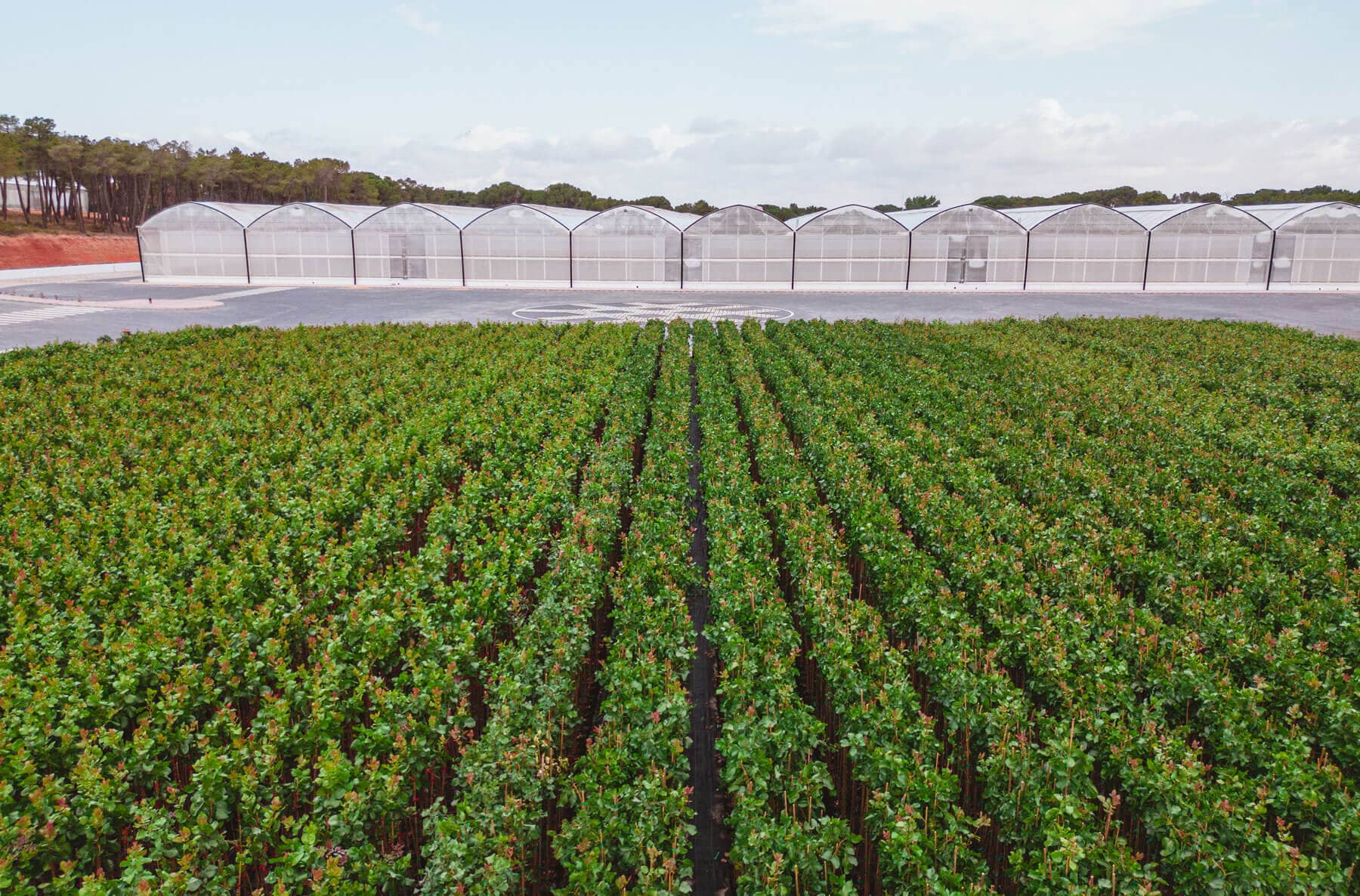 acemispain. planta de pistacho. vivero de pistahco. vivero de pistacho grande. agricultura de precision. innovación. agricultura del futuro