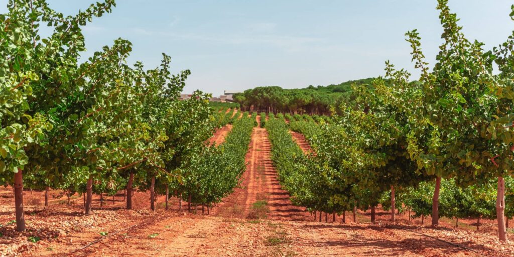 Pistachio plantation. Early entry into production. Production in 3,5 years.