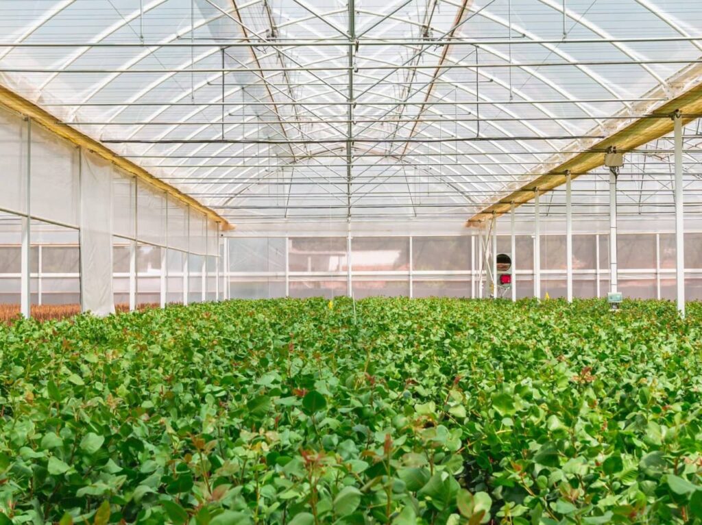 acemi spain. pistachio nursery. agroptimum group.