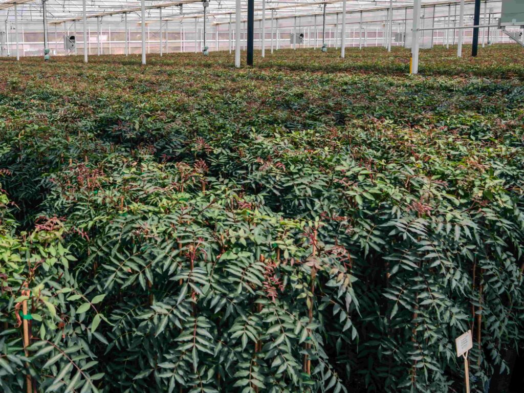 Pistachio plant. Rootstock. UCB1. Pistachio plants. Pistachio nursery