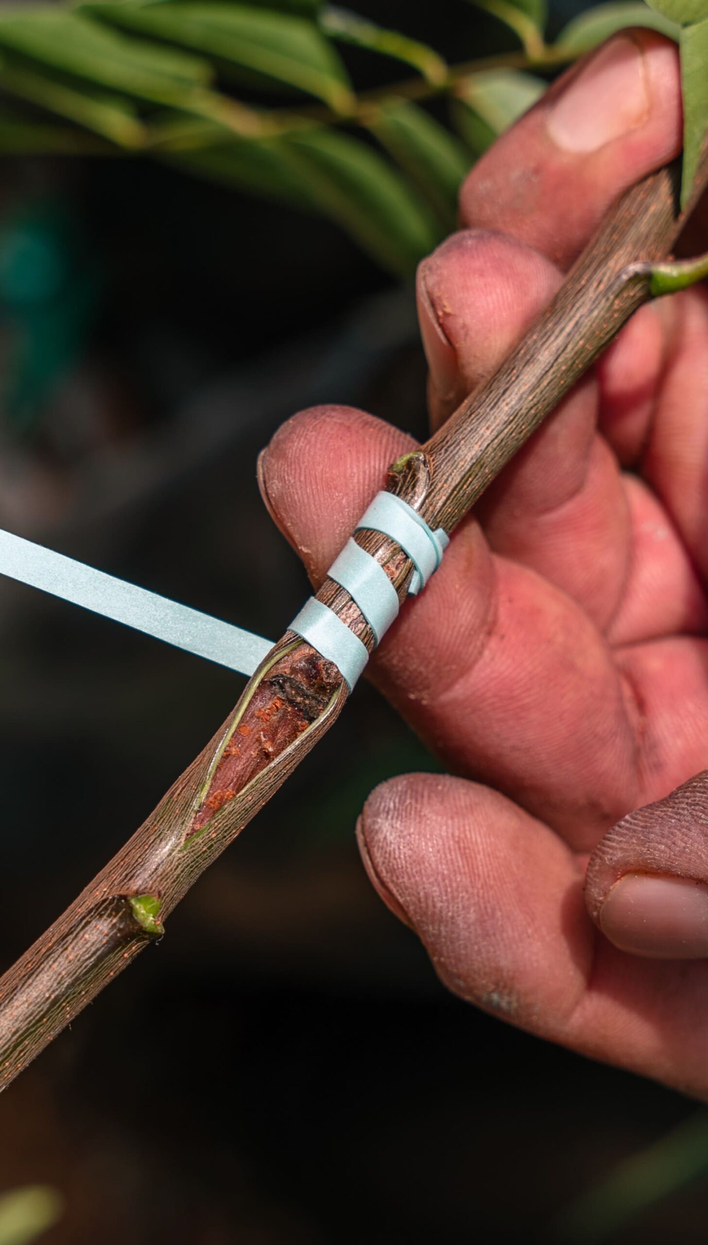 pistachio graft Grafting. Pistachio nursery. Pistachio plant. Pistachio grafting.