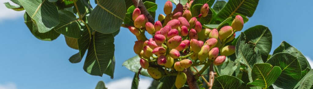 Fruto de pistacho. Agróptimum. Banner del blog de agróptimum.