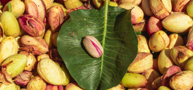 Pistacho sobre una hoja. Cosecha de pistacho.