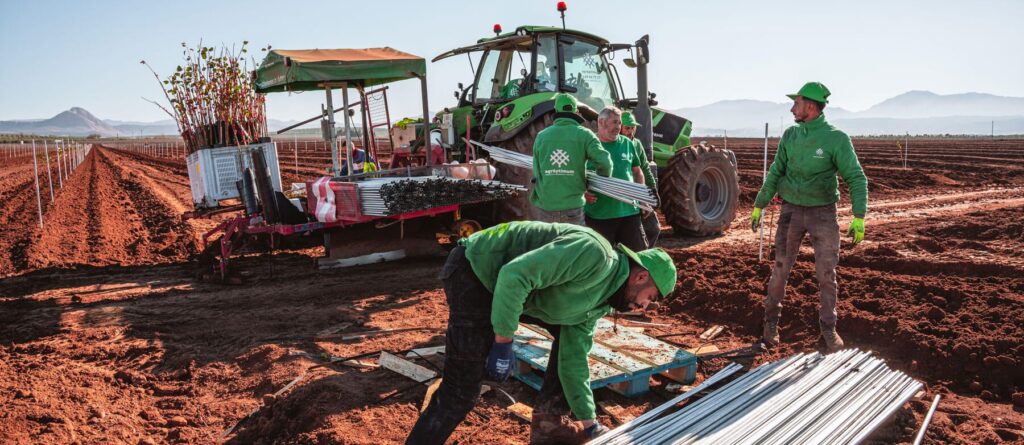 Agróptimum. Turnkey pistachio plantation