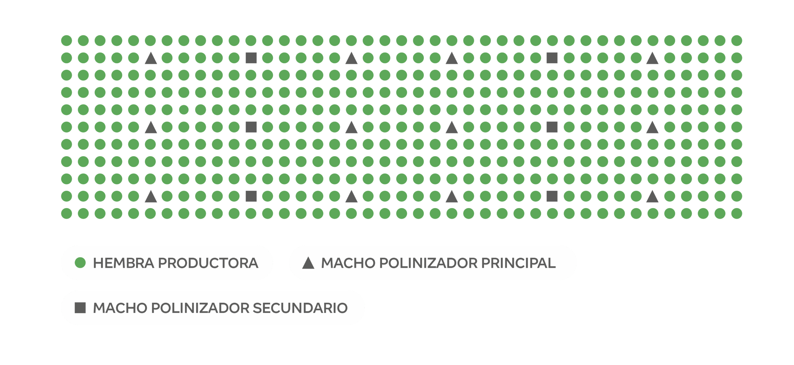 colocación machos y hembras