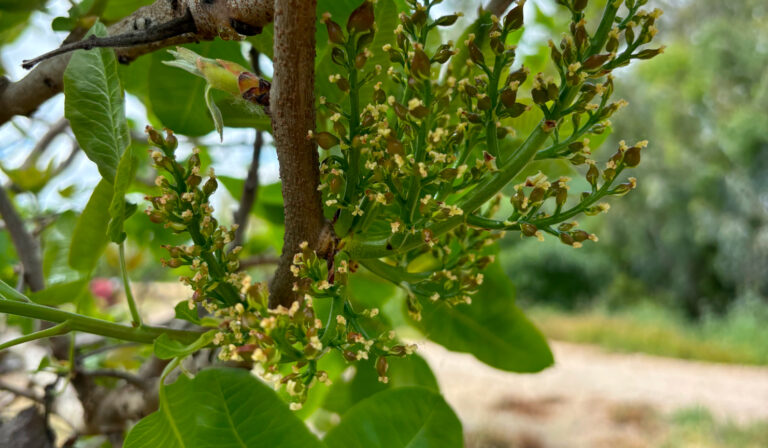 Kerman Pistachio 53 Option 36