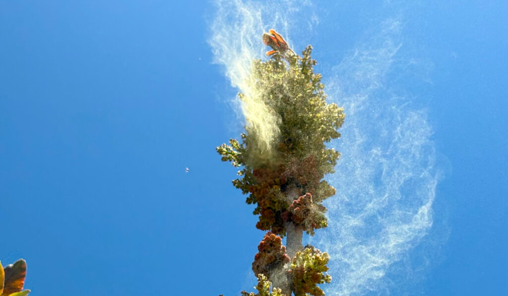 Kerman Pistachio 48 pistachio pollen release