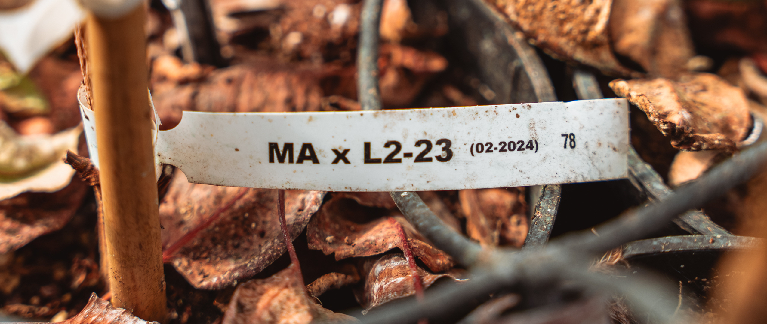 Mejora genética. Proyecto de mejora genética.