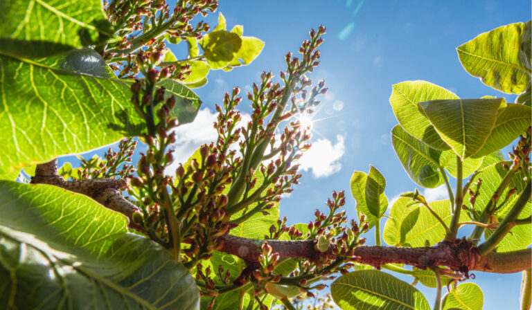 arbol pistacho clima