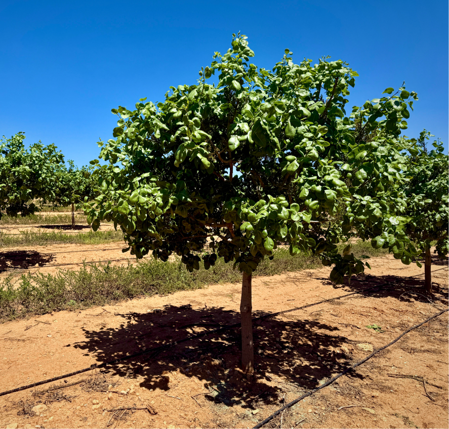 Guía completa del clima para el árbol de pistacho 3 pistacho con 4 años