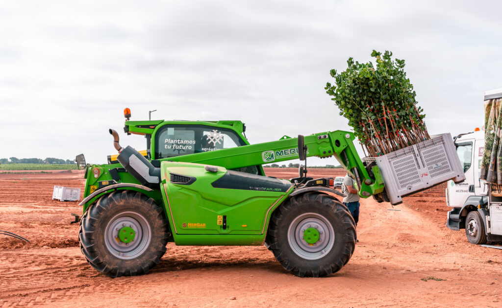 Precio del pistacho 13 consejos para agricultores