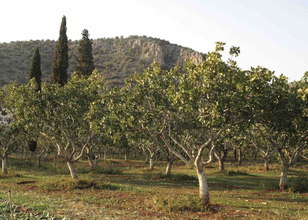 Campo de pistacho. Clima para el pistacho.