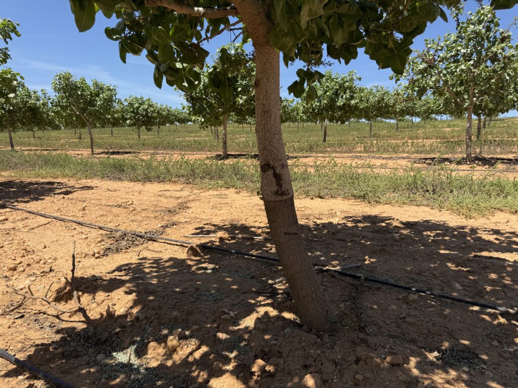 El injerto en el pistacho 14 arbol de pistacho injertado