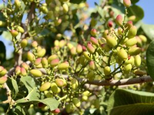 cultivo del pistacho en España
