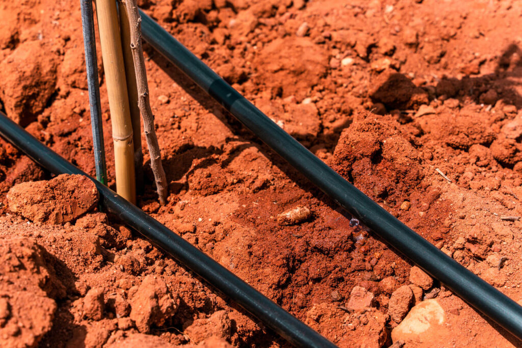 Pistacho. Riego. Agróptimum